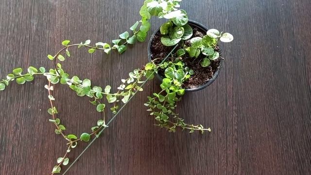 Вербейник монетчатый. Черенкование