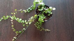 Вербейник монетчатый. Черенкование