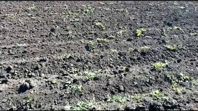 Картофель взошел !!! Беллороза, Джувел, Ред Скарлет, Гала, Крона/ 2019 смотреть онлайн