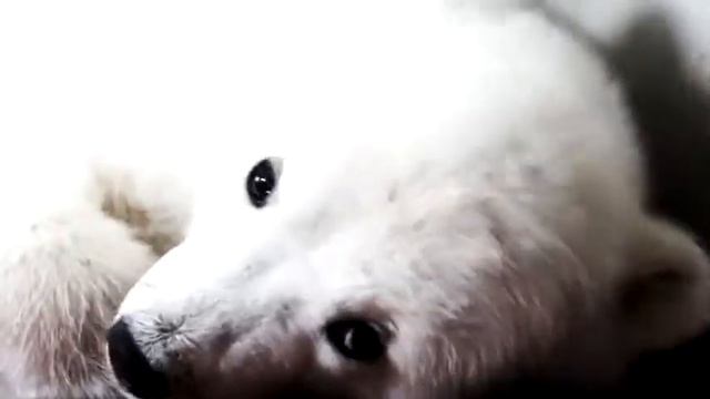 Видеоролик о спасении медвежонка Колыманы смотреть онлайн