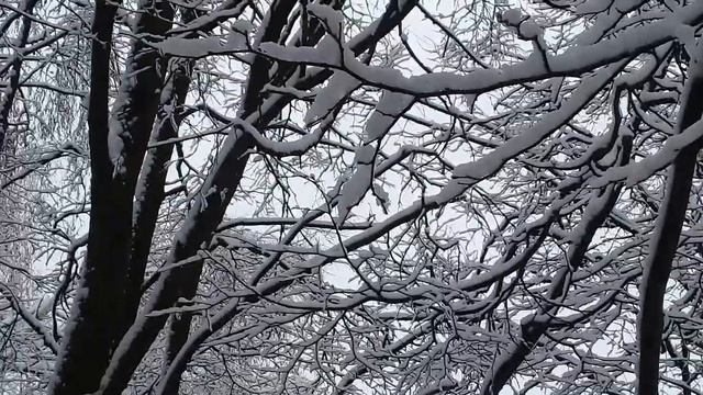 Деревья в снегу (2)