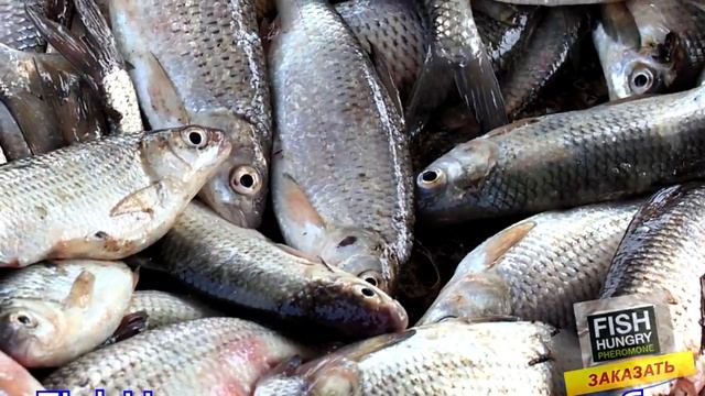 где можно купить активатор клева смотреть онлайн