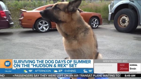 Behind the scenes with Hudson & Rex!