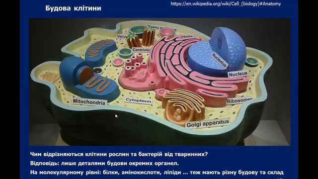 2. Структура клітини та функції її органел. Амінокислоти смотреть онлайн