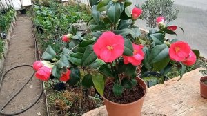 камелия японская Леди Кэмпбелл уход