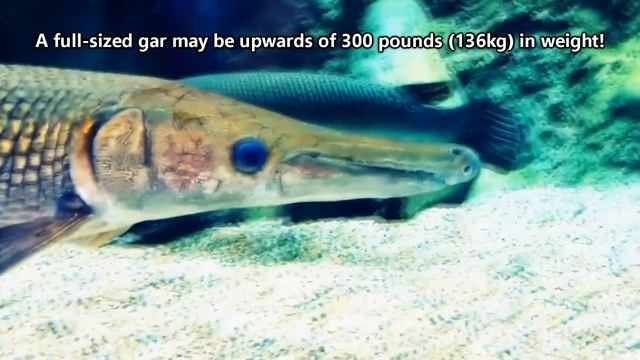 Gar Facts: a PREHISTORIC FISH?! | Animal Fact Files смотреть онлайн