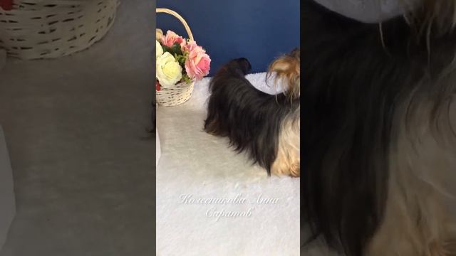 Девочка мини смотреть онлайн