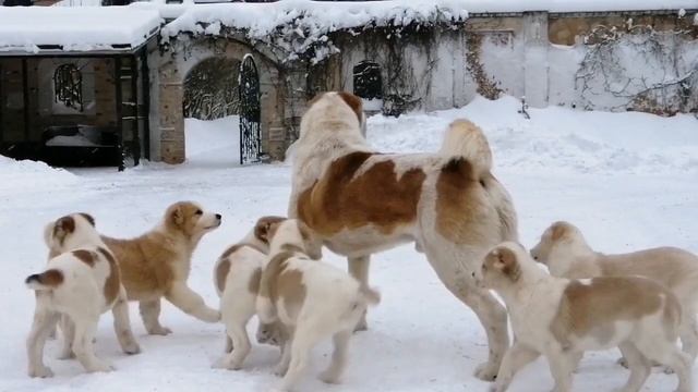 Усадьба Кархула племпитомник САО. сайт :, karhula. ru смотреть онлайн