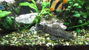 Сом Таракатум содержание в аквариуме.