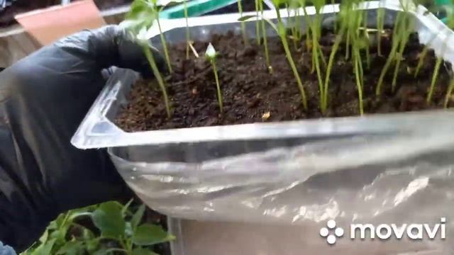 ПИКИРОВКА сладкого перца.КАЛИФОРНИЙСКОЕ ЧУДО.