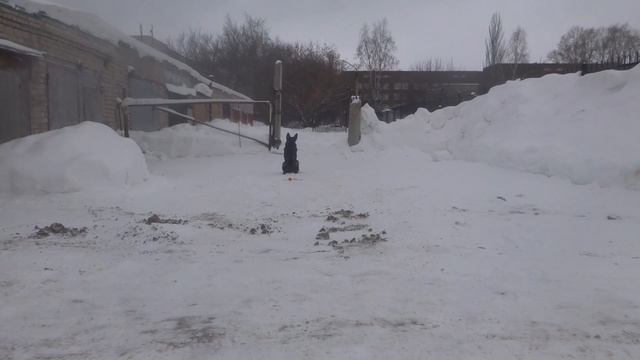 Дрессировка собак. Щенок немецкой овчарки проходит первый уровень команды сидеть-5 минут. смотреть онлайн