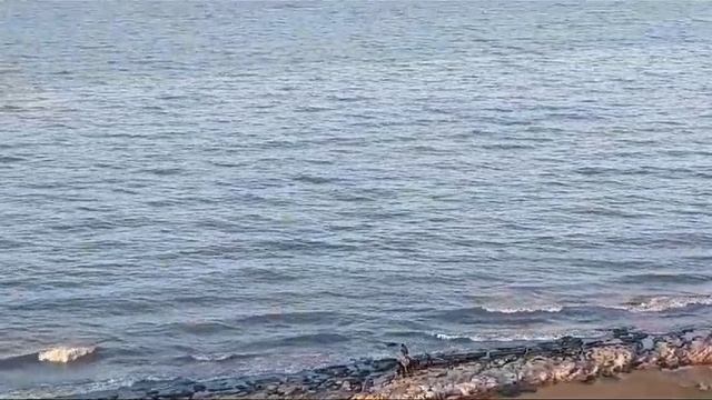 ❗️??Стая бродячих собак напала на мальчика на побережье Махачкалы, ребенку удалось спастись❗️ смотреть онлайн