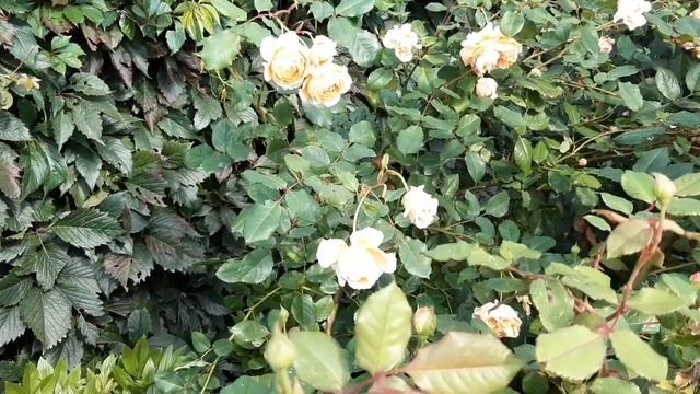 Розы в начале сентября. Мой розовый сад в Подмосковье. смотреть онлайн