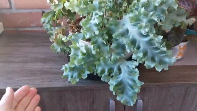 Флебодиум - обзор, уход в домашних условиях. смотреть онлайн