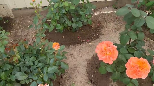 Роза первогодка Рене Госинни. Яркая красавица.  #цветениероз #роза #розы #розывсаду #лето2022