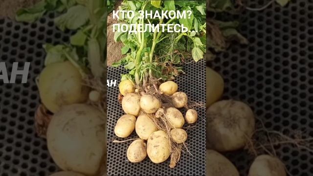 А вам знакомы эти сорта картофеля? #kartofelural #картофельоптом #семеннойкартофель
