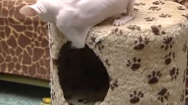 Донской сфинкс