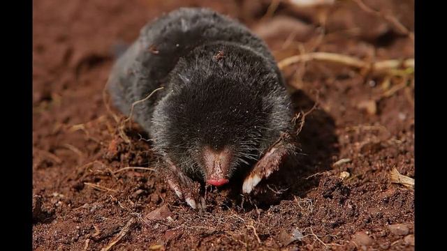 Европейский крот