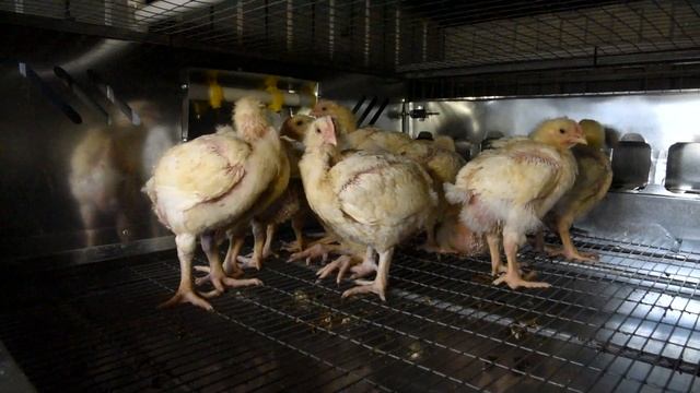 Такого курятника еще не было! Инновационный курятник по принципу "Умный дом" или "Неделя без забот" смотреть онлайн