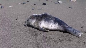 Детеныш кольчатой нерпы на пляже