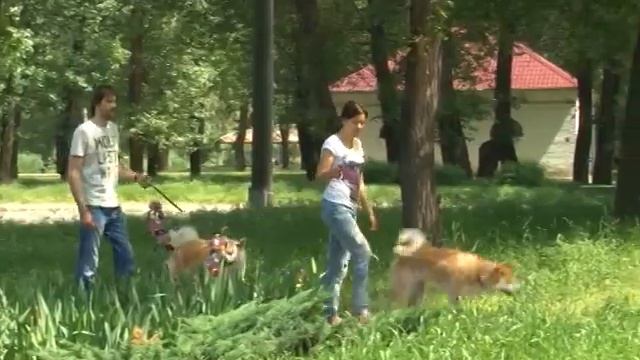 АКИТА-ИНУ. О породе смотреть онлайн