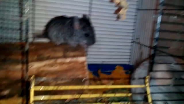 Шиншиллы. Беременность. Что необходимо делать. смотреть онлайн