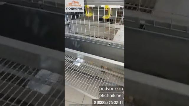 Клетка для 10-15 кур серии Гранд смотреть онлайн