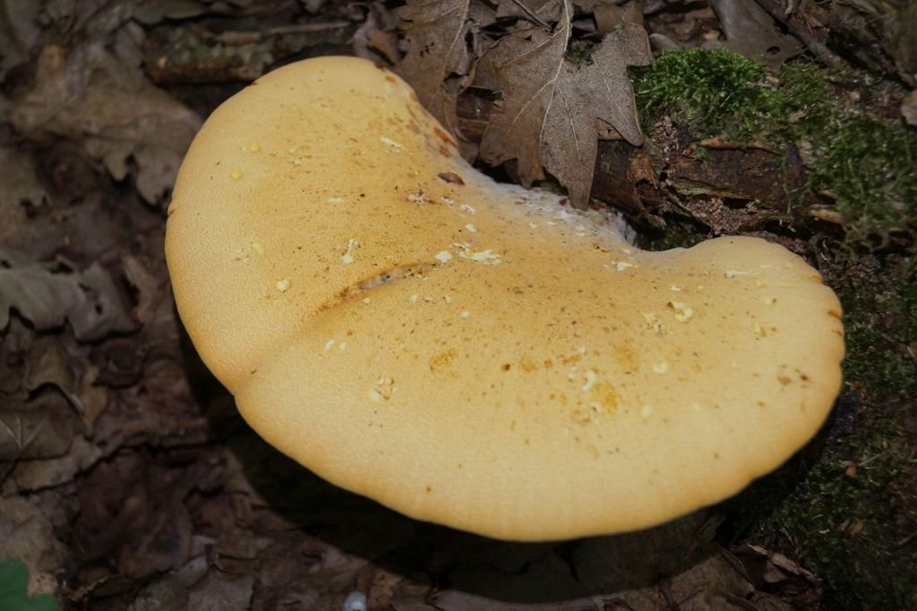 ПИПТОПОРУС ДУБОВЫЙ. Грибная азбука. смотреть онлайн