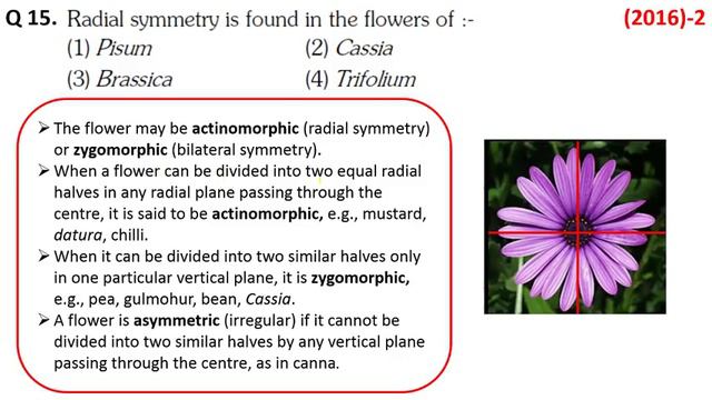 NEET MCQ | 2014 - 17 | MORPHOLOGY OF FLOWERING PLANTS смотреть онлайн