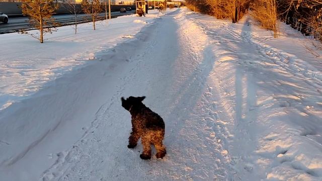 OnePlus 9 pro вечернее видео. Омск. Конева. смотреть онлайн