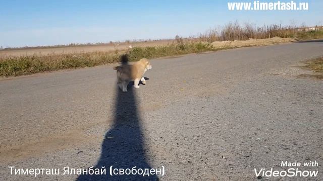 Тимерташ Яланбай (свободен) Помет Я сезона 2019 Доставка по всему миру Еще больше информации на са смотреть онлайн