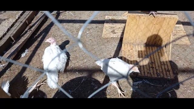 Наш молодняк. Куры, индюшата, козлята. смотреть онлайн
