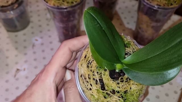 Обзор Посадка Орхидей | Подростки Азиатских Орхидей смотреть онлайн