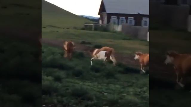 В Бурятии стадо коров напало на свинью смотреть онлайн
