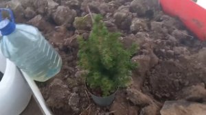 Ель Коника в горшке.Как сохранить до весны.