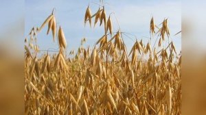 ТОП-5 кормовых культур для засушливых регионов!!!