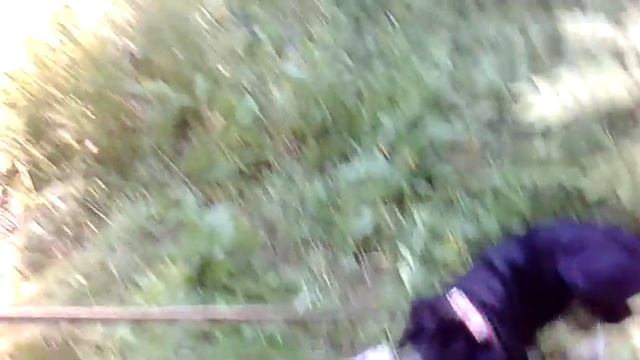 Шериза.Прогулка - собираем липовый цвет!... смотреть онлайн