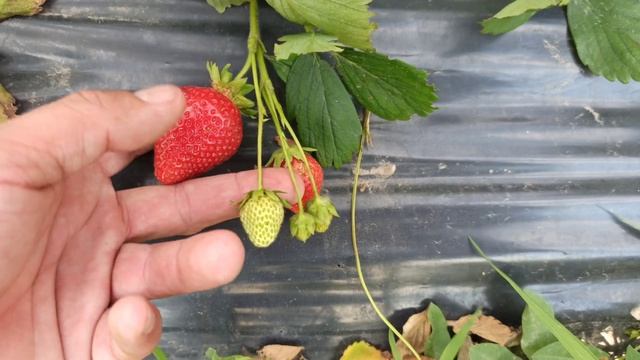 Главная проблема при выращивании клубники Азия смотреть онлайн