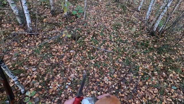 Вальшнепы, вороны, лоси)) смотреть онлайн