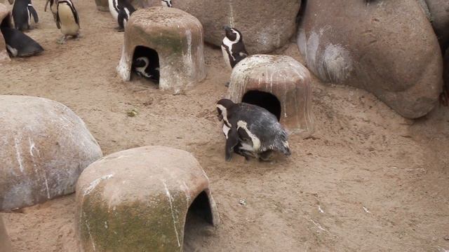Wilhelma Stuttgart:😳Liebesleben bei den Pinguinen 🐧🐧... смотреть онлайн