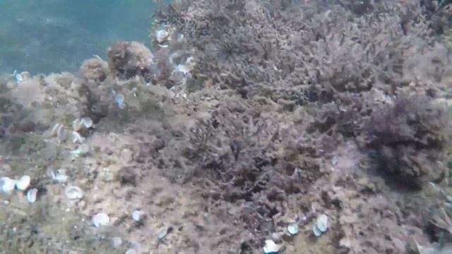 Snorkeling à La Londe Les Maures : Pointe de l'Argentière смотреть онлайн