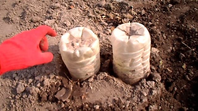 ДВА СПОСОБА УКРЫТИЯ САЖЕНЦЕВ ЕЖЕВИКИ НА ЗИМУ 100% ЗИМОВКА смотреть онлайн