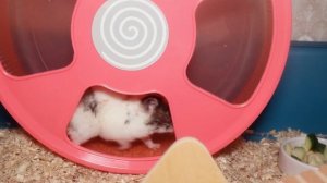 Беговое колесо для хомяка – как выбрать? Размер колеса для сирийских и джунгарских хомяков