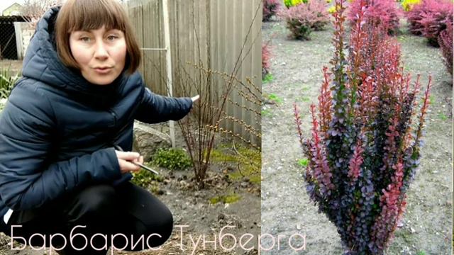 ПРИБИРАЮ В КЛУМБАХ смотреть онлайн