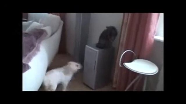 щенки лабрадора.flv