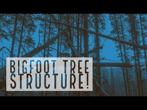 BIGFOOT TREE STRUCTURE
