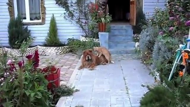 Кот делает массаж собаке чау-чау смотреть онлайн