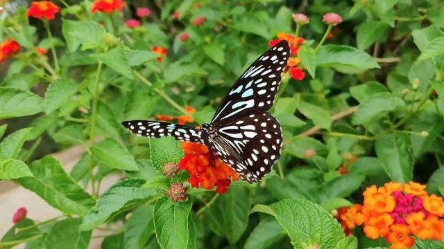 The beautiful butterfly or Our natural flowers.. смотреть онлайн