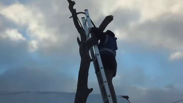 Обрезка дерева смотреть онлайн