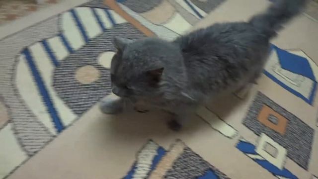 Sony DSC WX7 - Video Test 25FPS смотреть онлайн